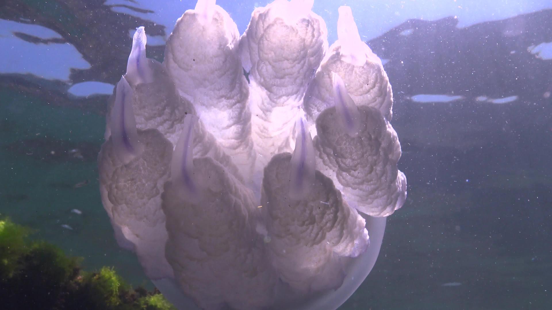 在黑海Rhizostomapulmo通常被称为桶状水母视频的预览图