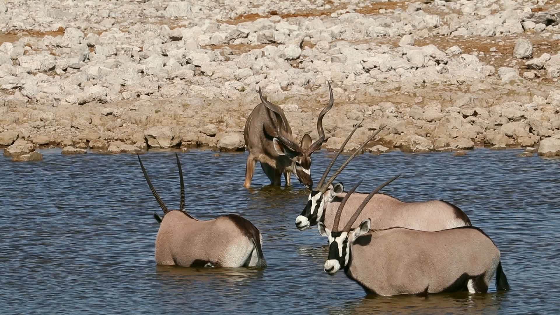 Kudu和Gemresbokantelopesetosha视频的预览图