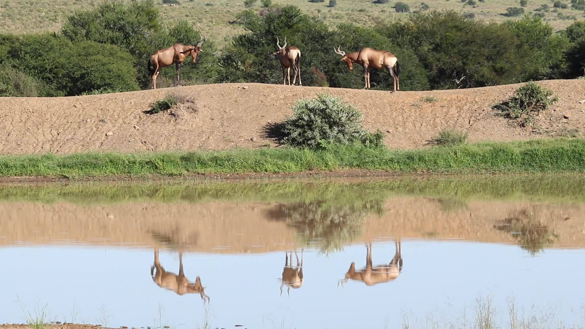 水坑里最红的羚羊视频的预览图
