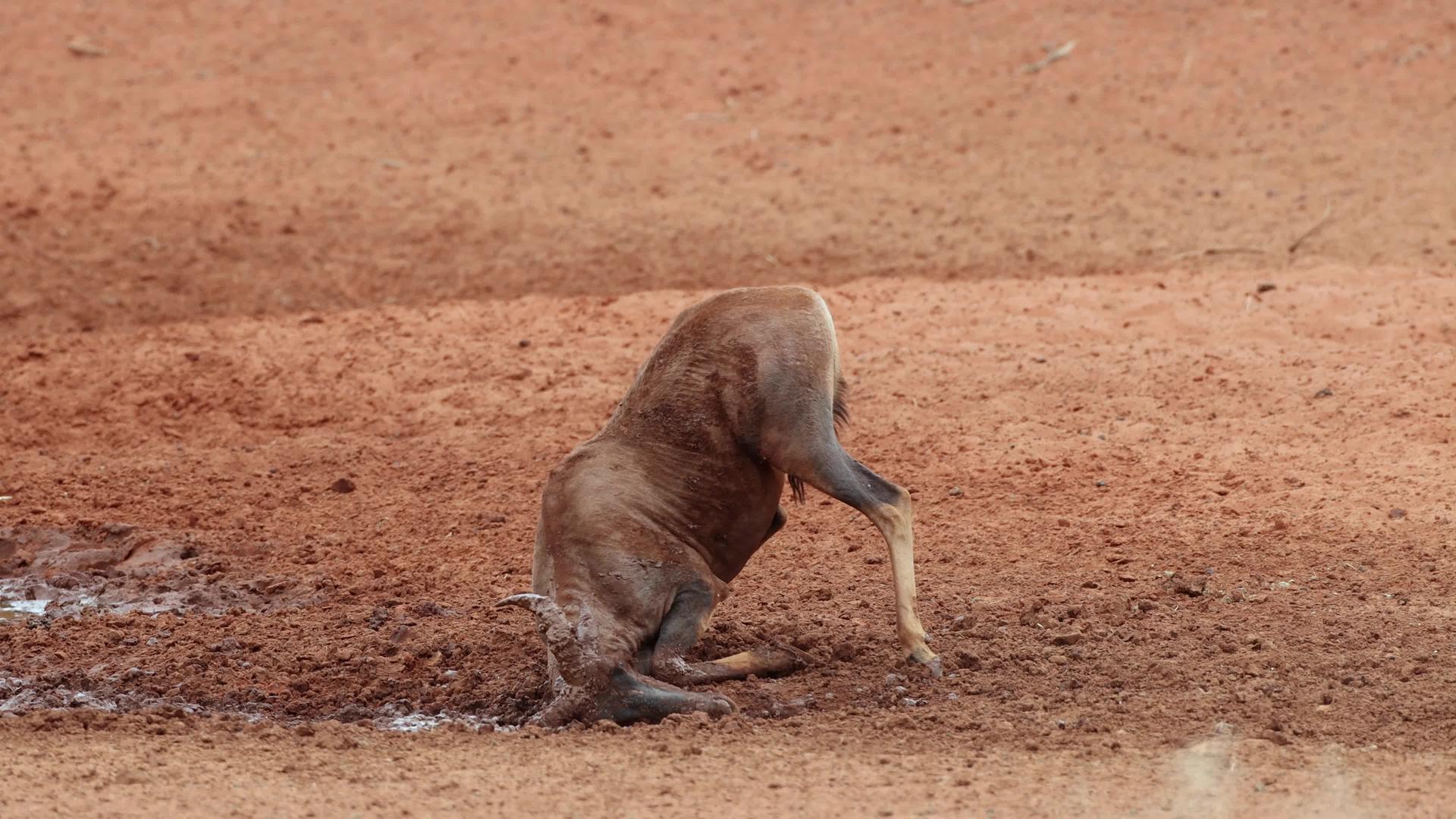Tsessebe在泥里玩羚羊视频的预览图