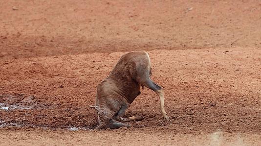 Tsessebe在泥里玩羚羊视频的预览图