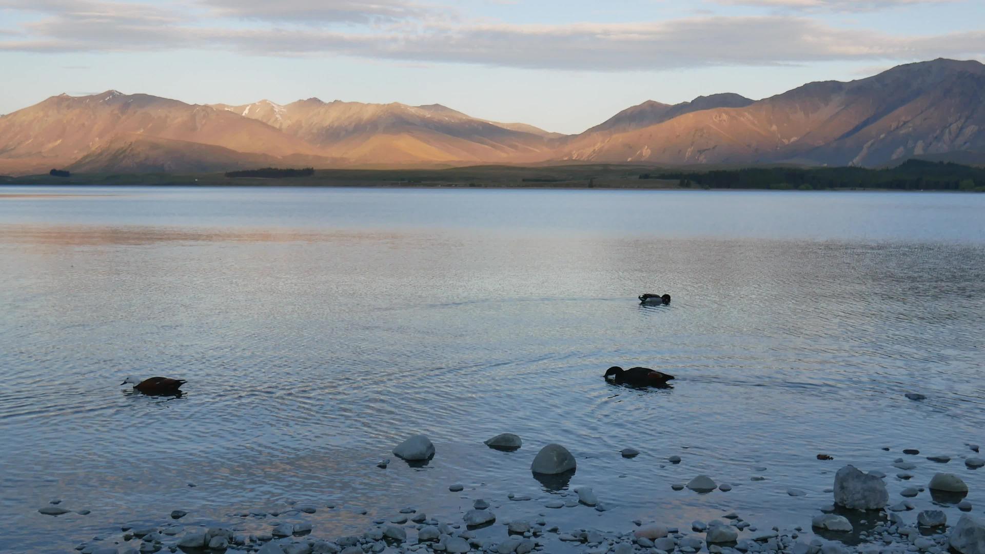 野鸭在Tekapo游泳靠近湖岸视频的预览图