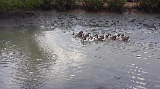 大鹅在河里游泳视频的预览图