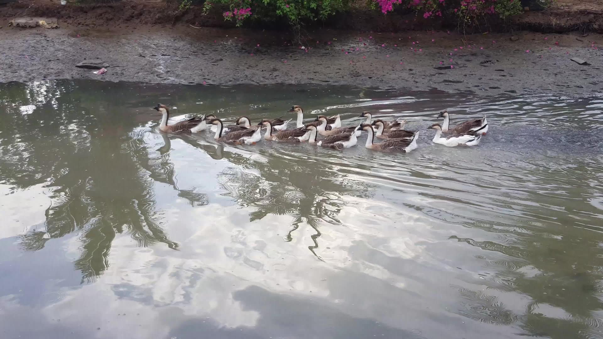 鹅游到河岸视频的预览图