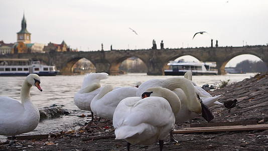 在CharlesKarlov桥附近的Prague捷克视频的预览图