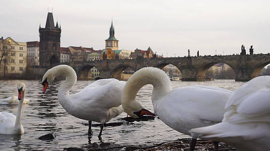 白天鹅群在Charles桥附近的PragueCentral视频的预览图