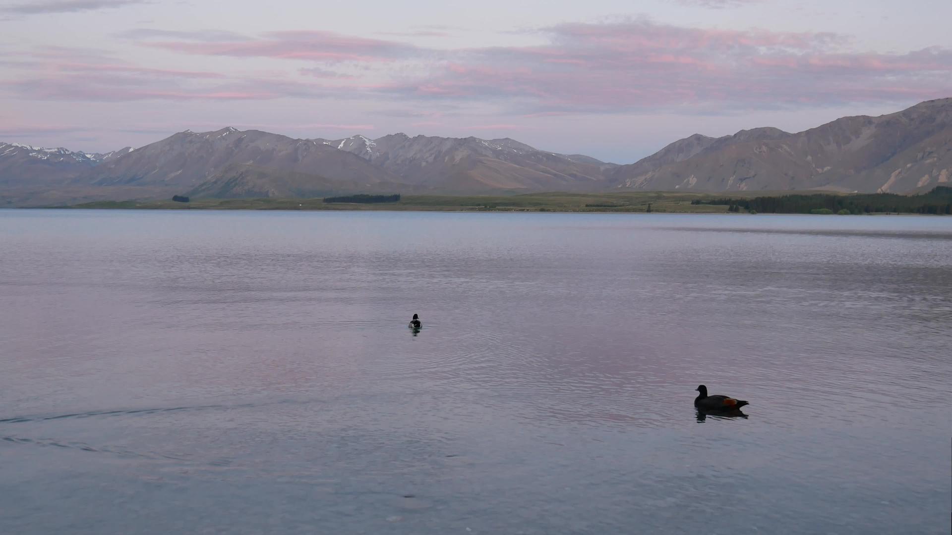 湖中游有三只野鸭视频的预览图