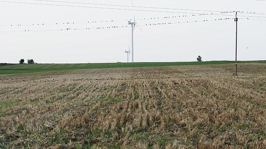 许多鸟儿飞过田野视频的预览图
