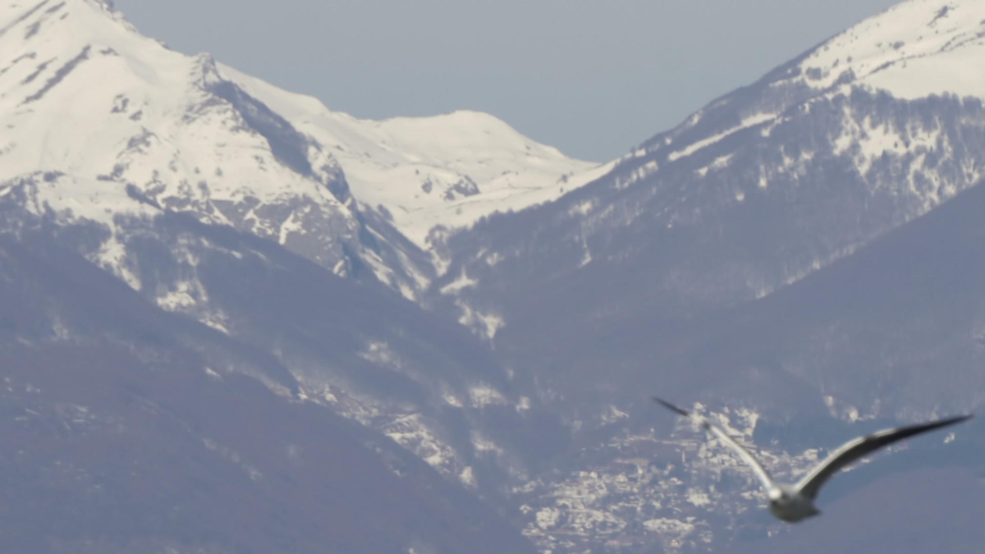 海鸥飞越奥赫里德湖的背景是雪山视频的预览图
