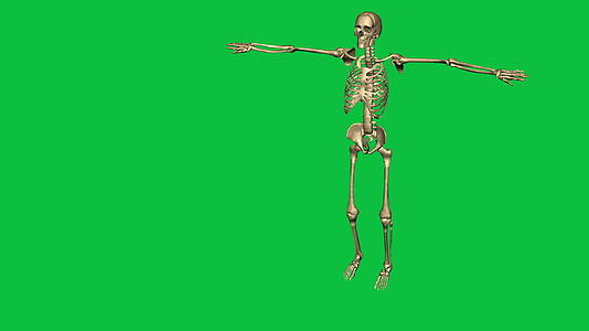 3D练习空手道动画的骨架视频的预览图