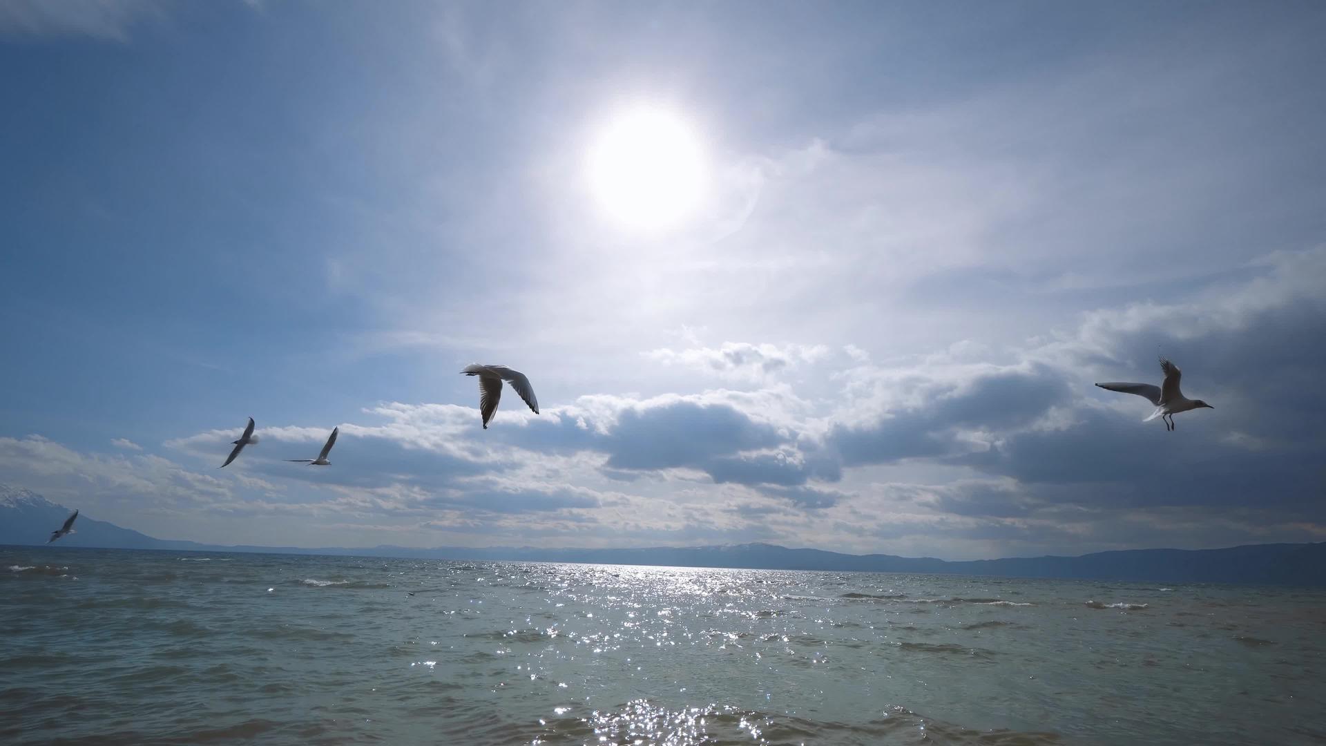 飞翔的海鸥视频的预览图