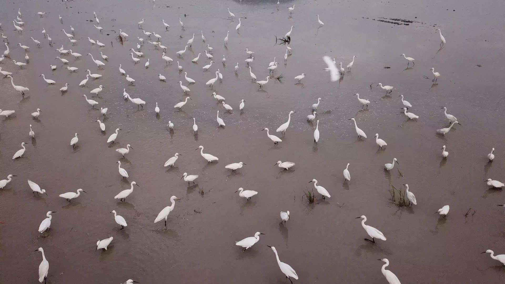 食人鸟飞过稻田视频的预览图