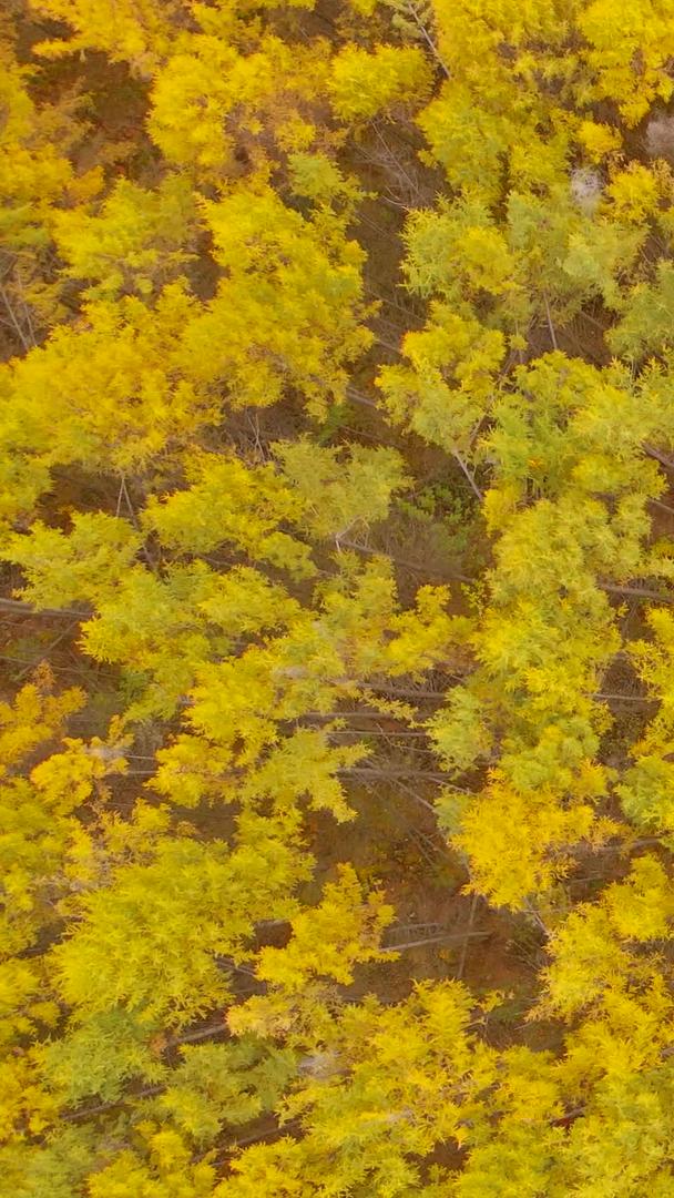 秋季阿尔山白桦林徒步徒步视频的预览图