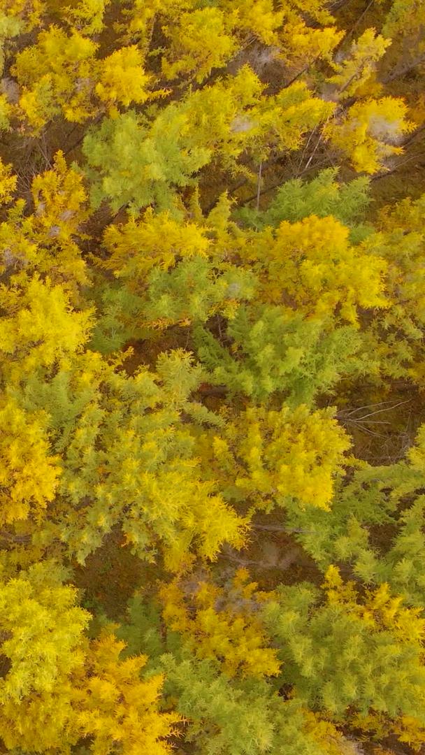 秋季阿尔山白桦林徒步徒步视频的预览图