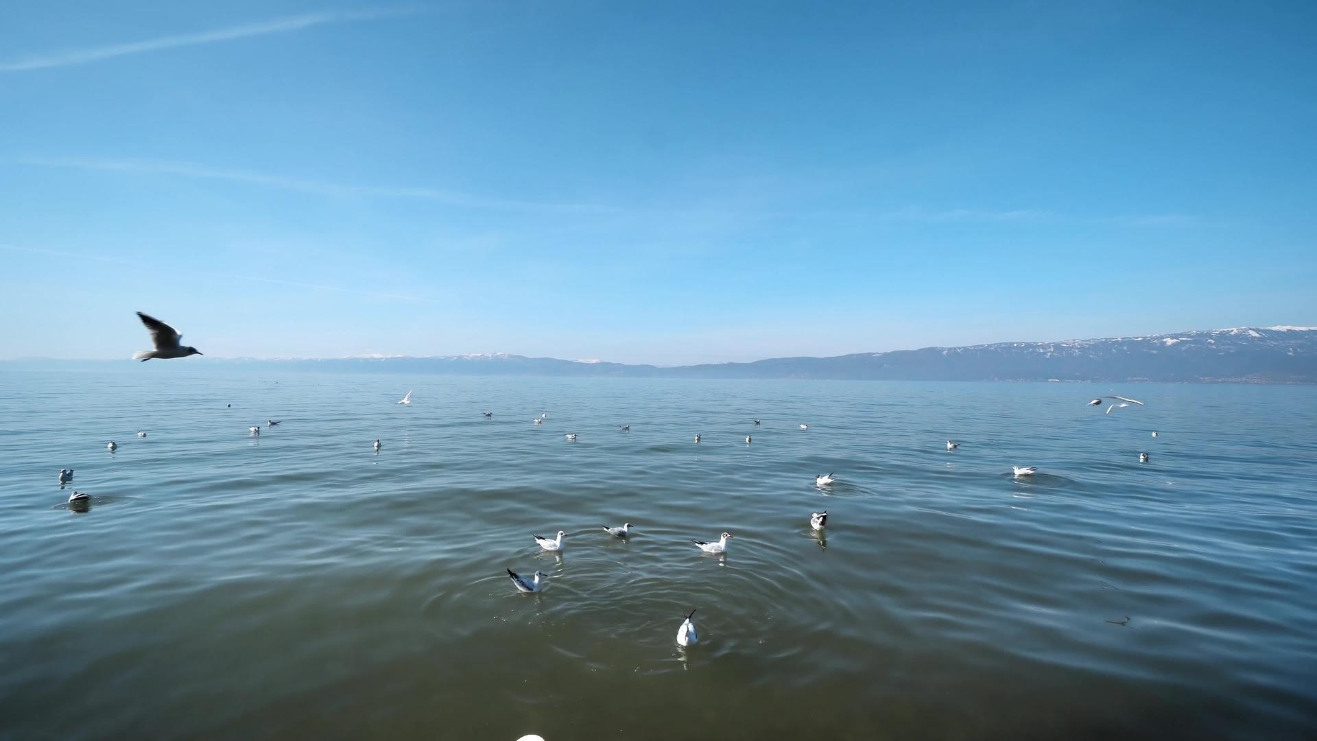 海鸥在湖上飞翔视频的预览图