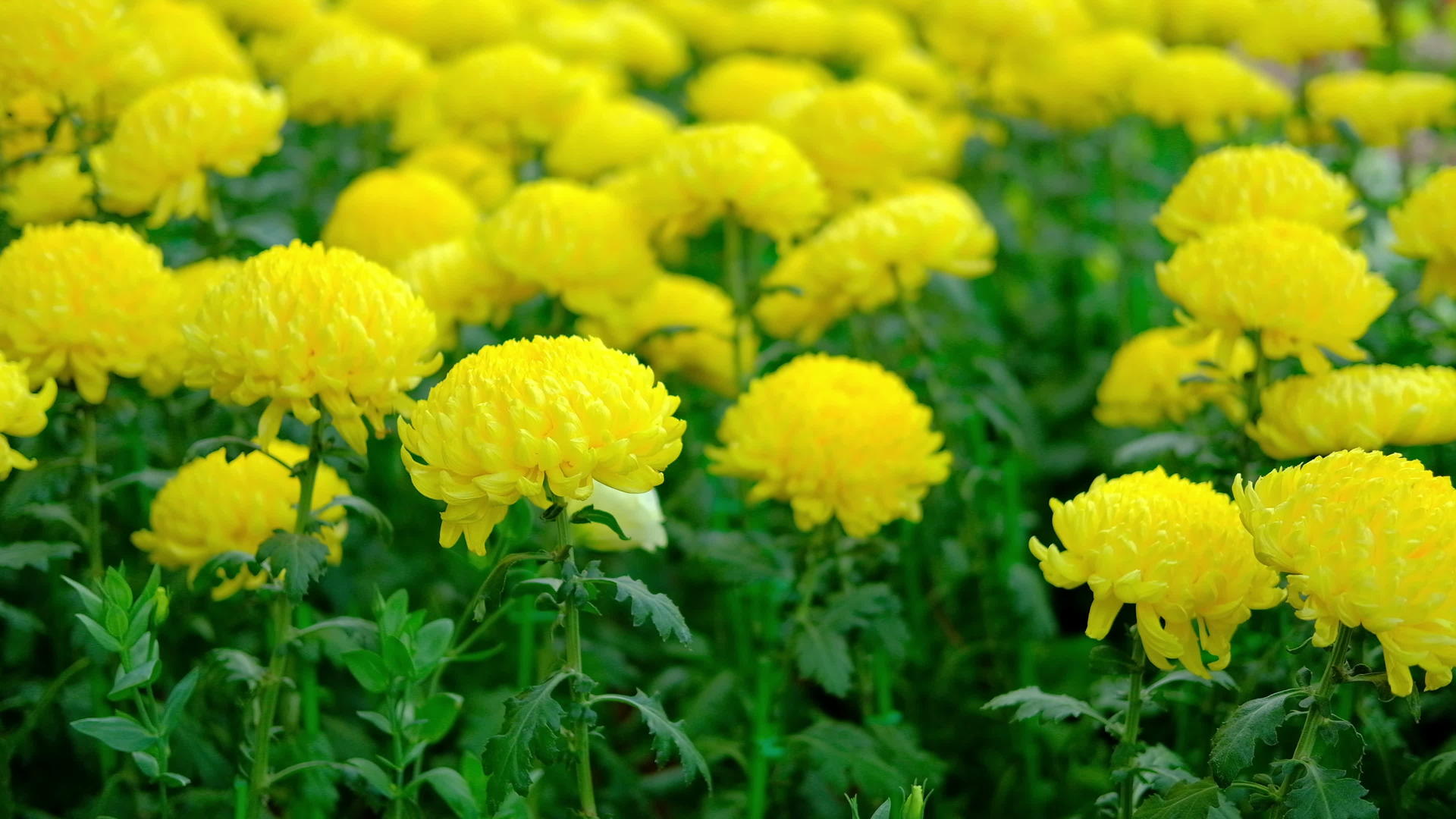 黄色的菊花花园里盛开的翠菊花植物区是自然背景视频的预览图