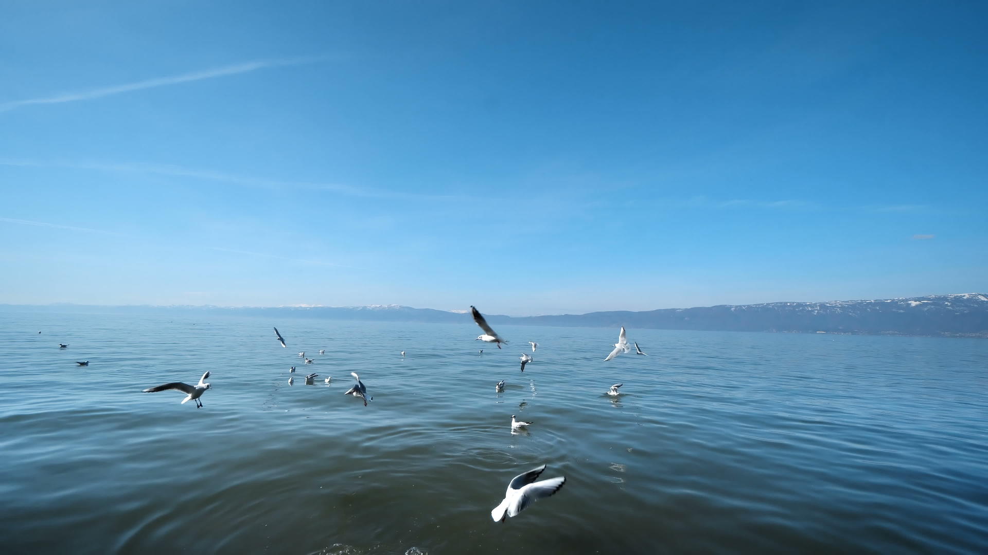 海鸥飞越奥赫里德湖视频的预览图