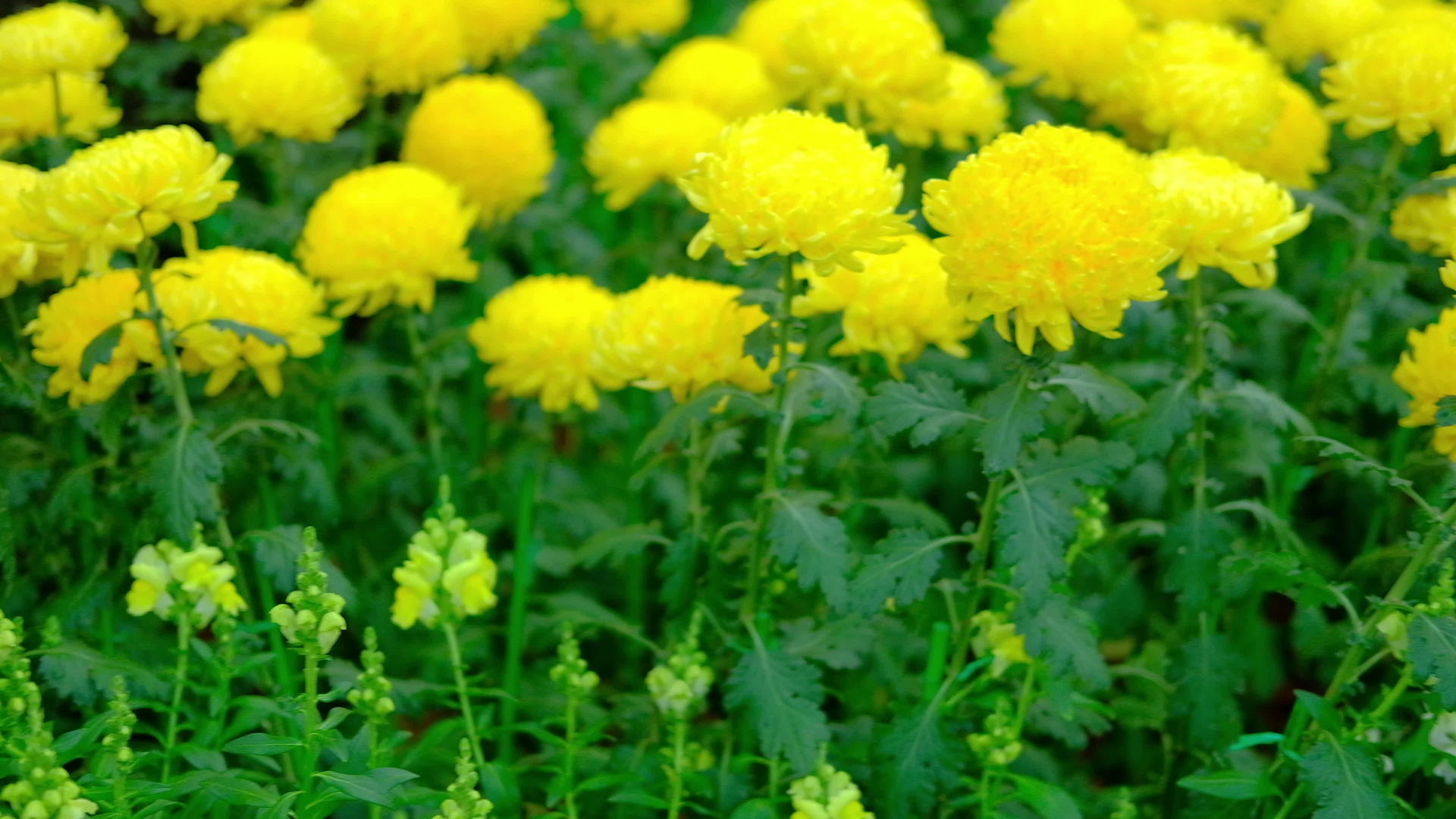 黄色的菊花花园里盛开的翠菊花植物区是自然背景视频的预览图
