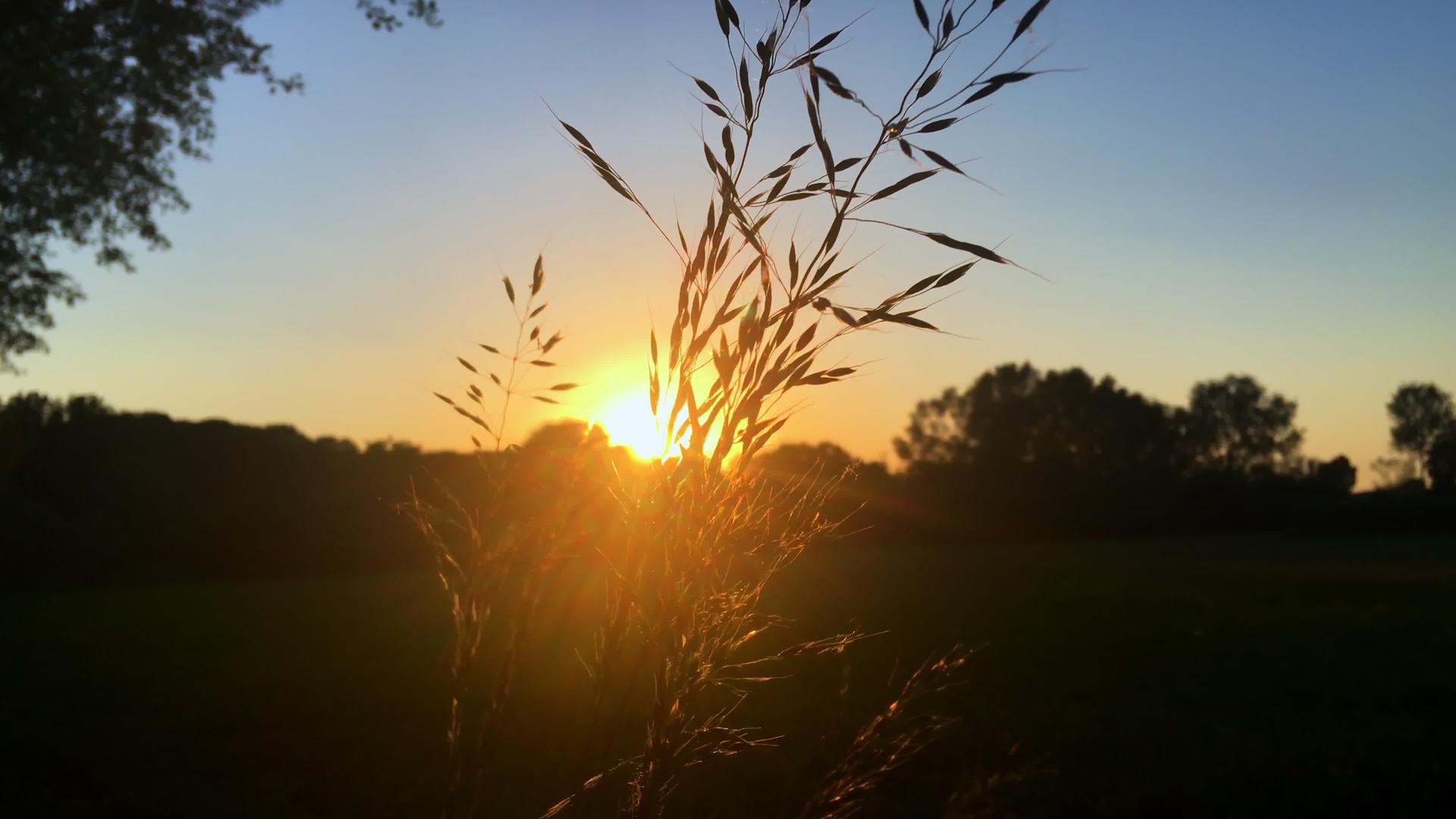日落时背光下的玉米耳视频的预览图