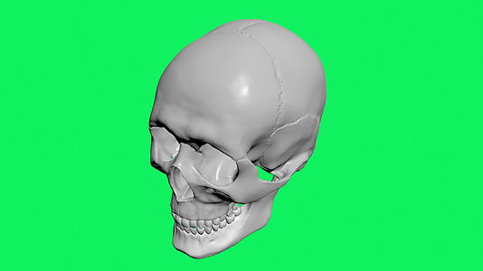 人体头骨模型在绿色屏幕上视频的预览图