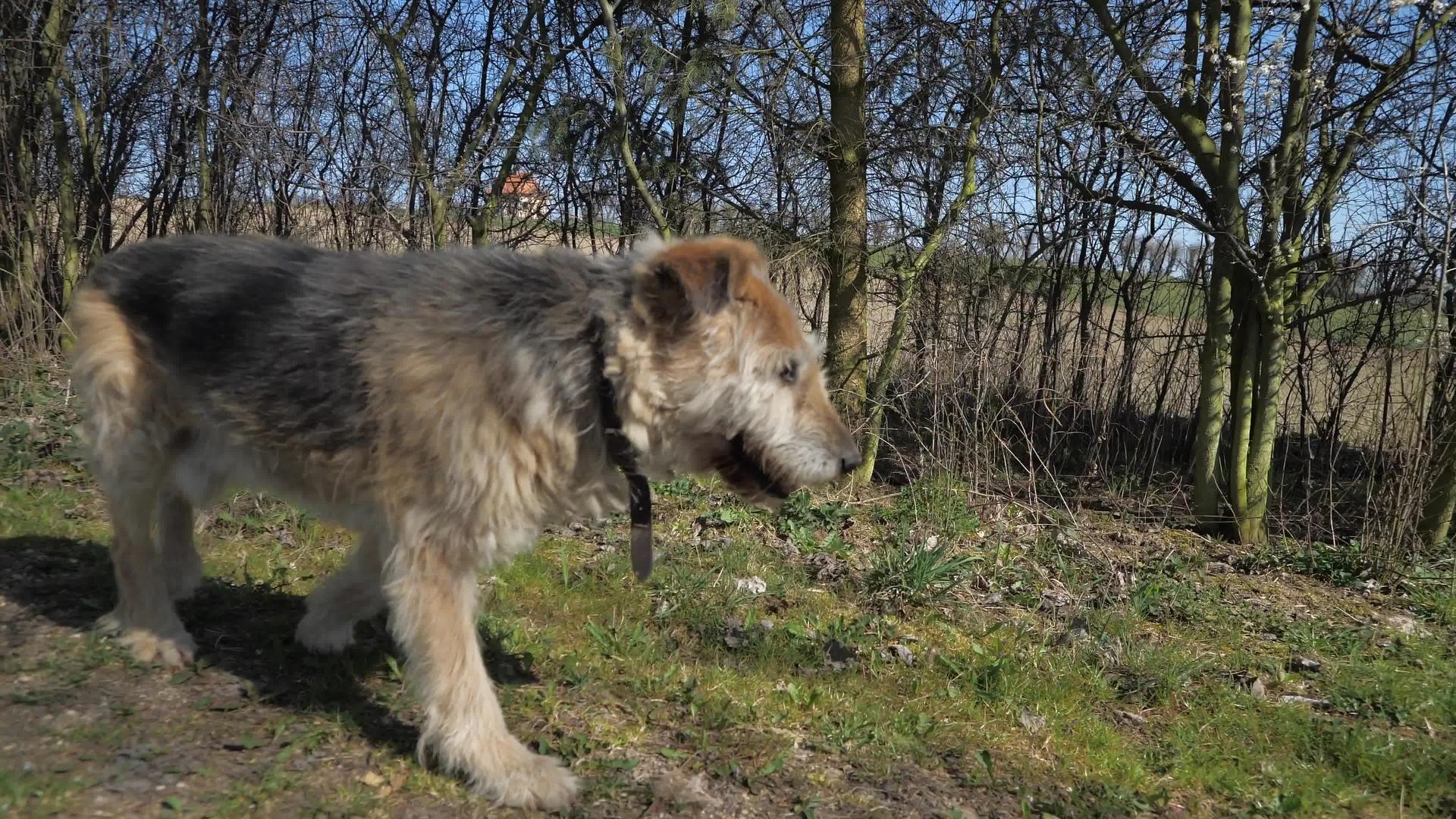 一只又老又瘸的狗毛茸茸的沿着灌木丛慢慢地穿过草地视频的预览图