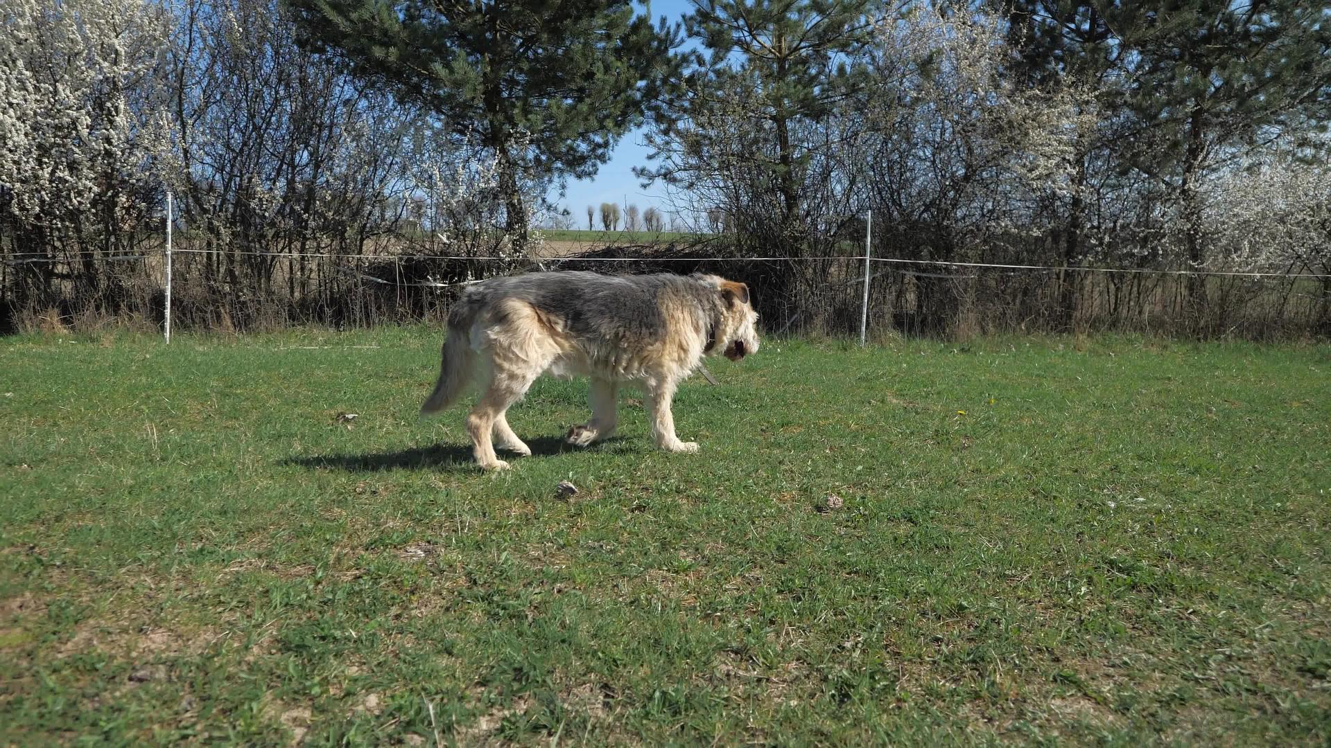 几乎失明的中度瘸腿狗在草地上漫步视频的预览图