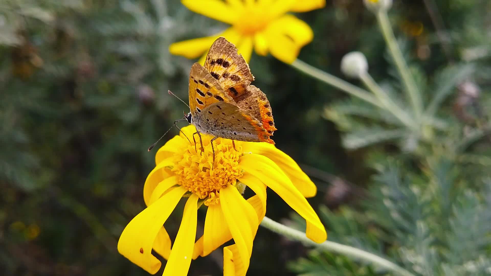 铜蝴蝶在金灌木07慢动作视频的预览图