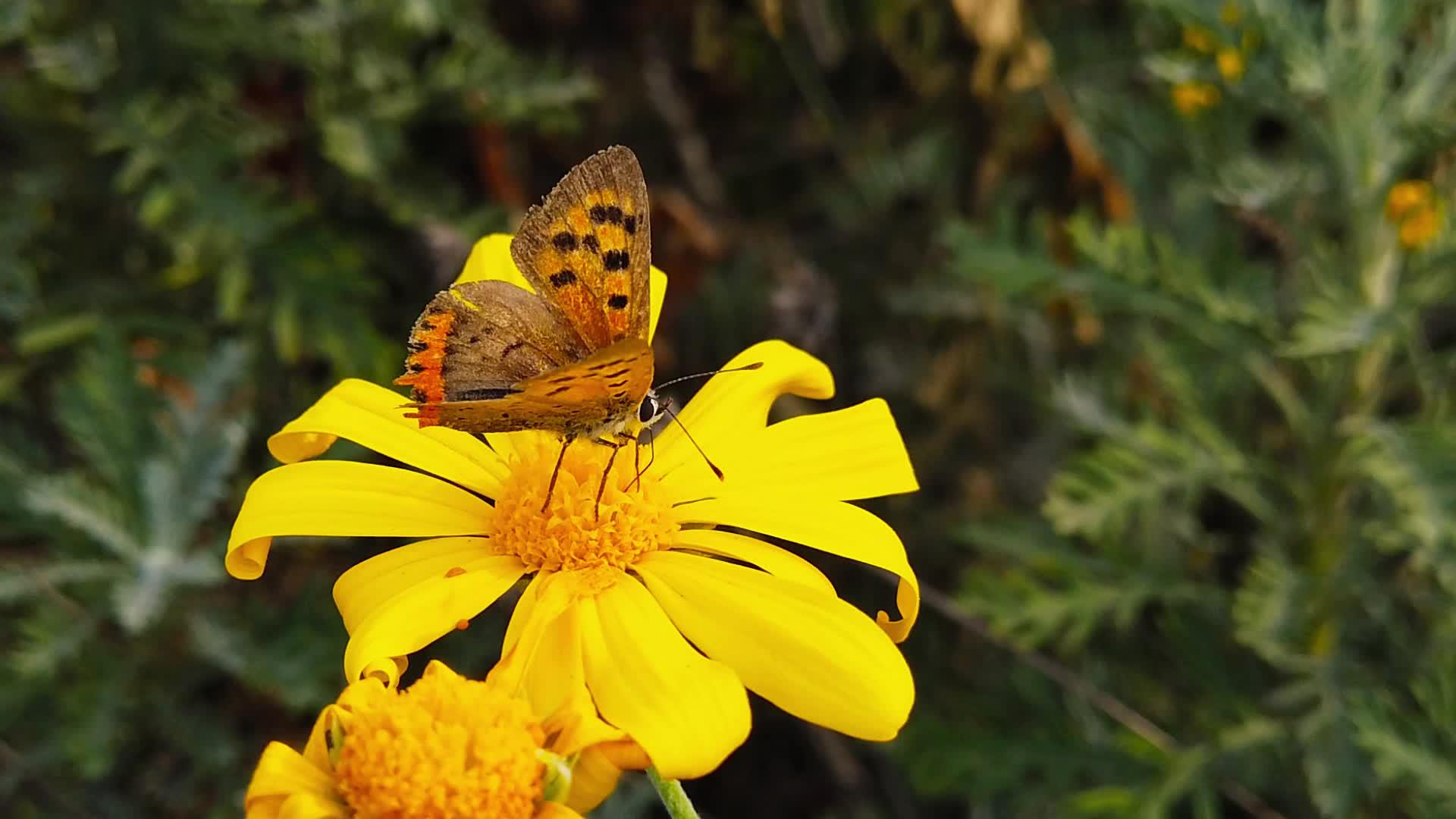 一灌木花椰子上的旧铜蝴蝶03慢动作视频的预览图