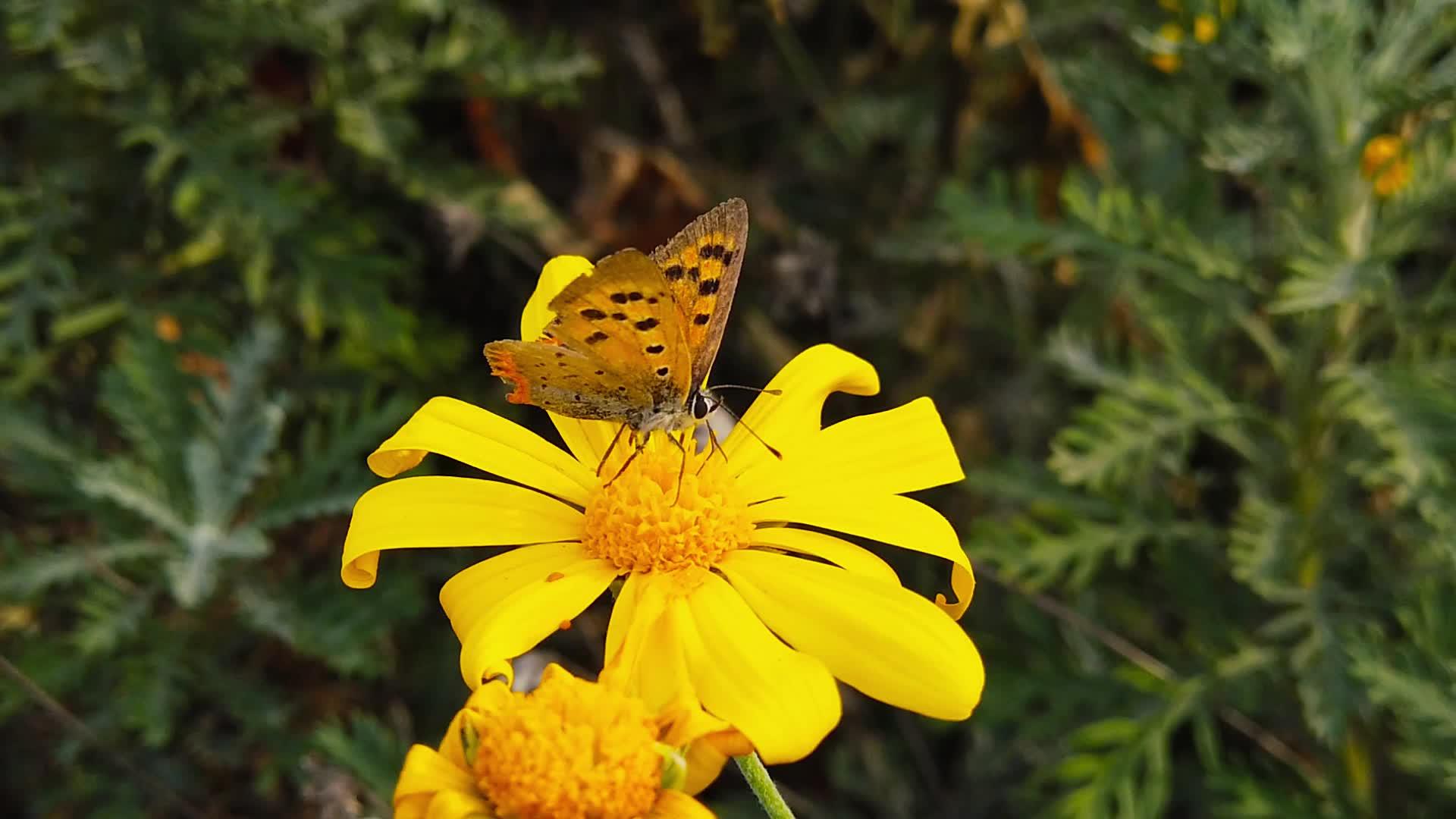金色蓝宝石上的小铜蝴蝶02慢动作视频的预览图