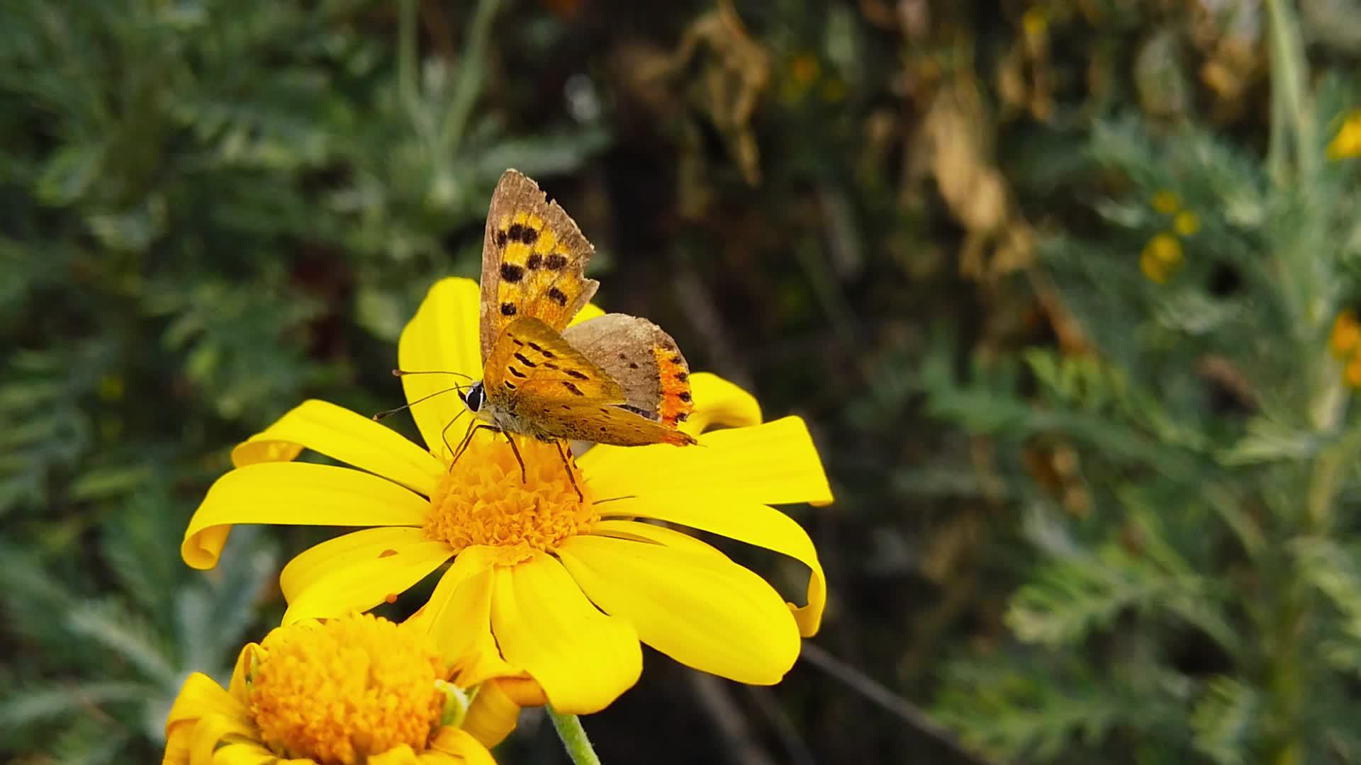 金树花4号上的旧小铜蝴蝶慢慢移动视频的预览图