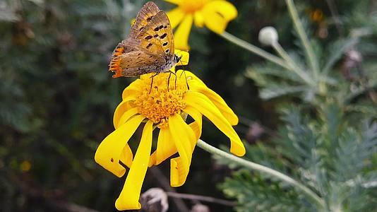 旧铜蝴蝶在金灌木菊花上慢慢移动视频的预览图