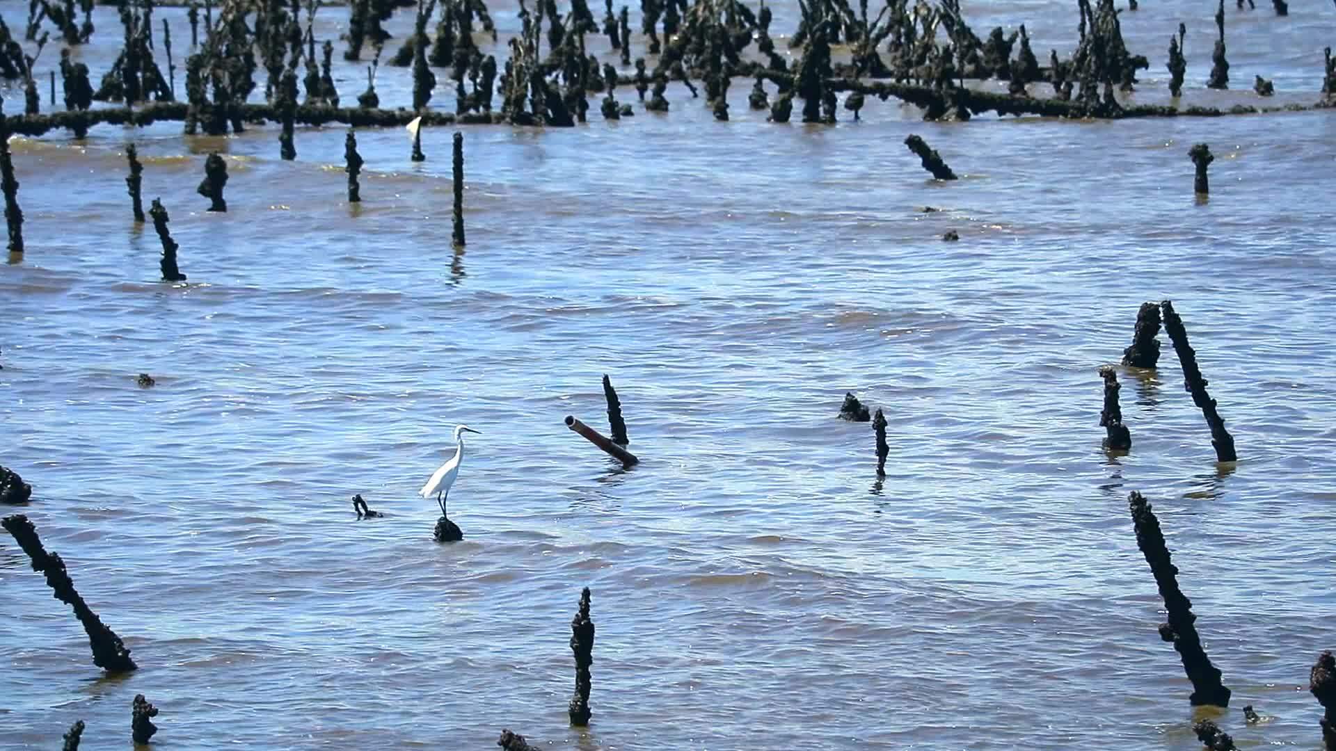 盖里特站在旧杆子上在废弃的农场在海上放牡蛎视频的预览图