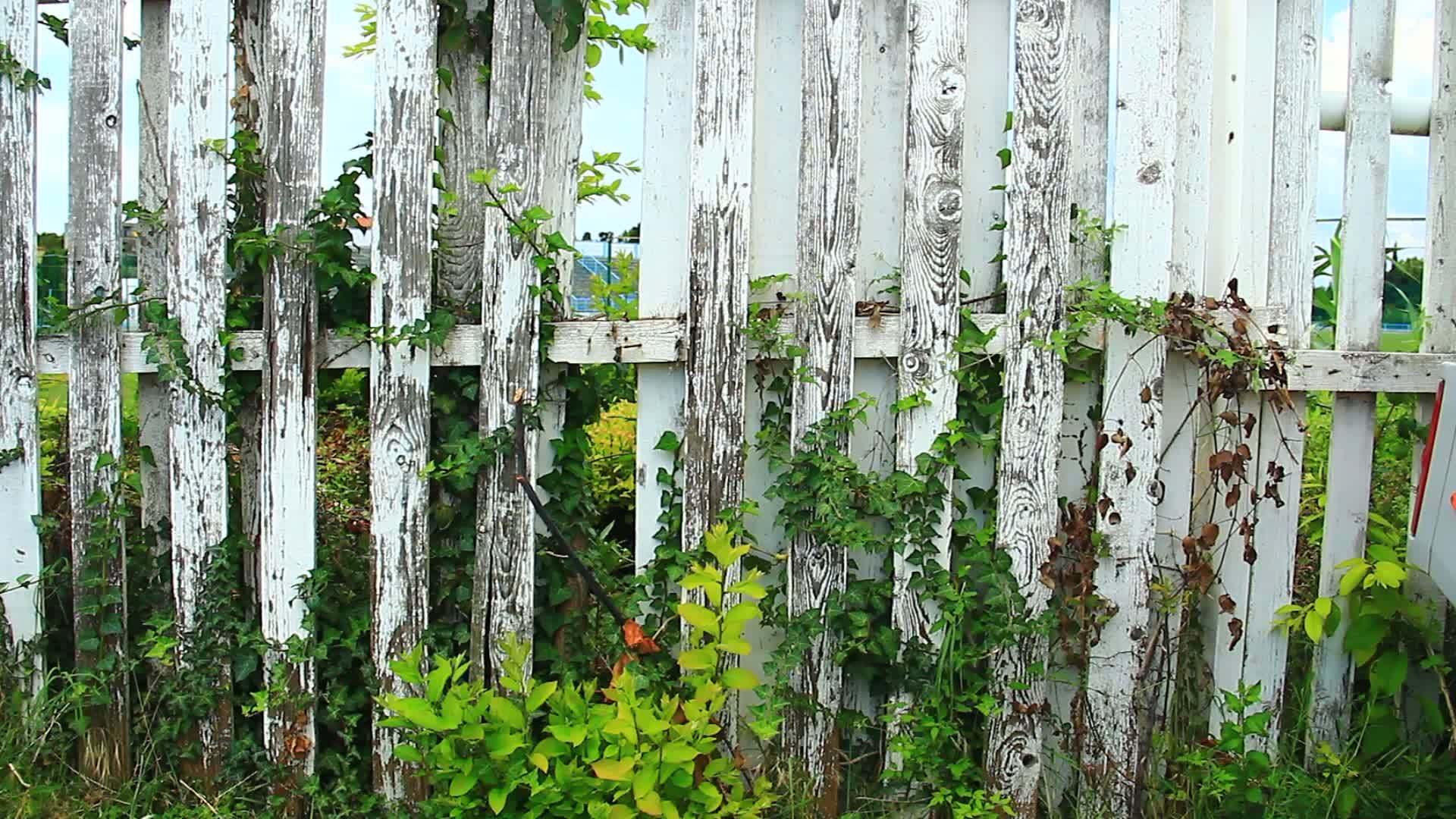 旧花园里的旧白木栅栏视频的预览图