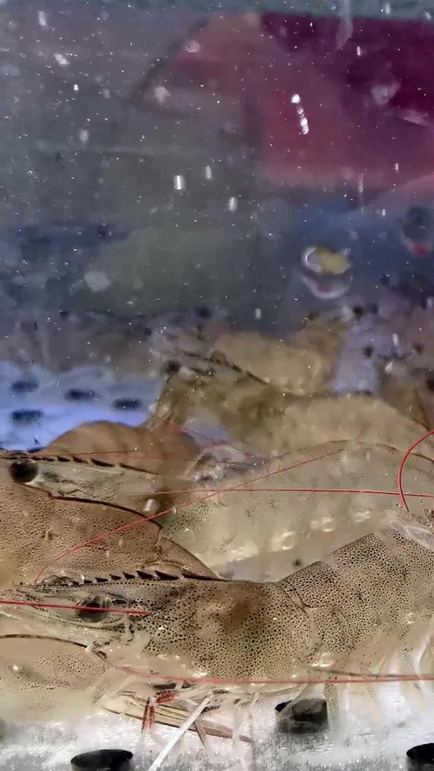 实拍河虾视频的预览图