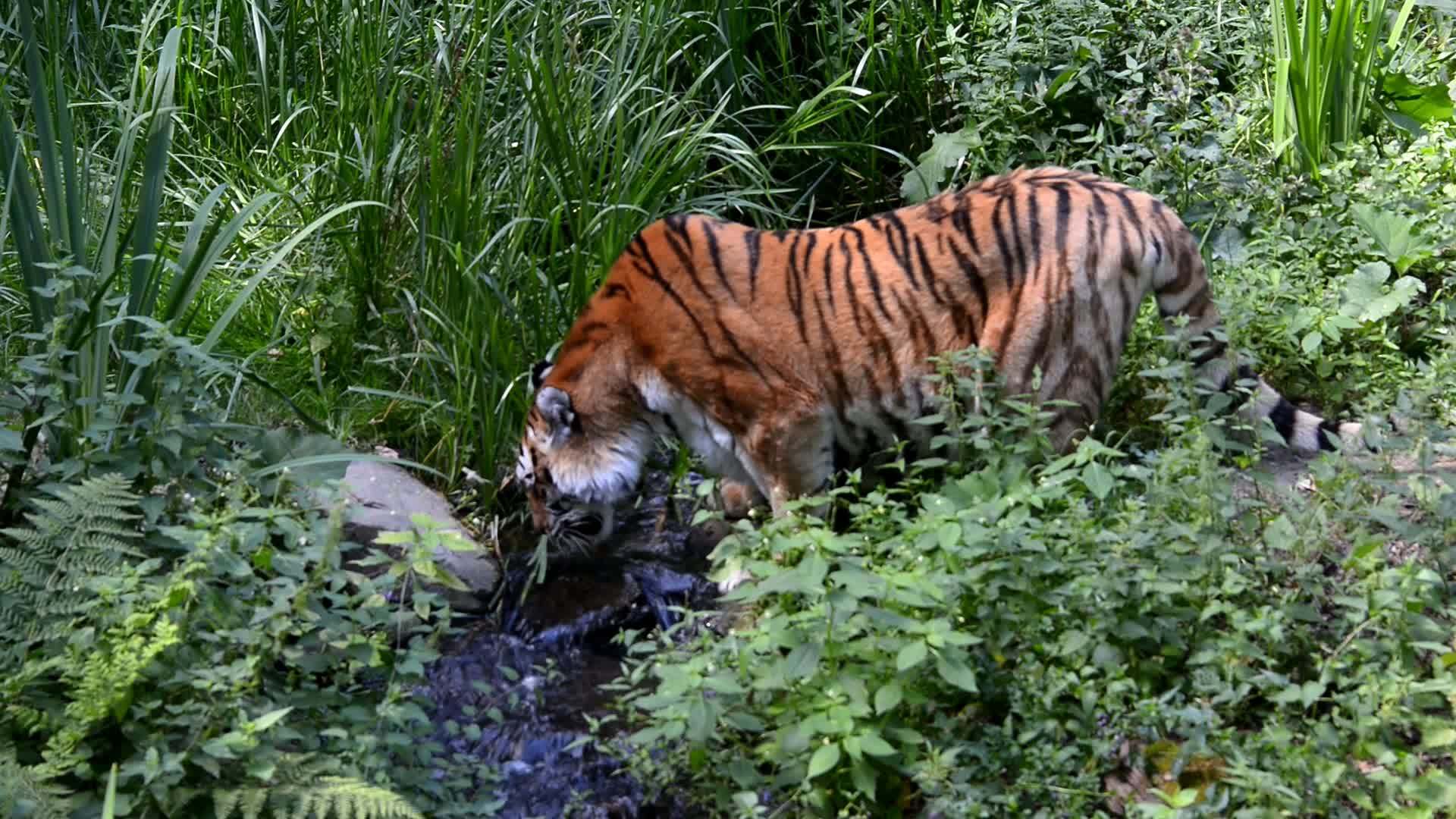 老虎在河边喝酒视频的预览图