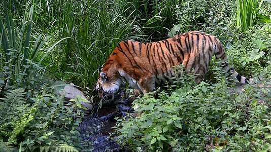 老虎在河边喝酒视频的预览图