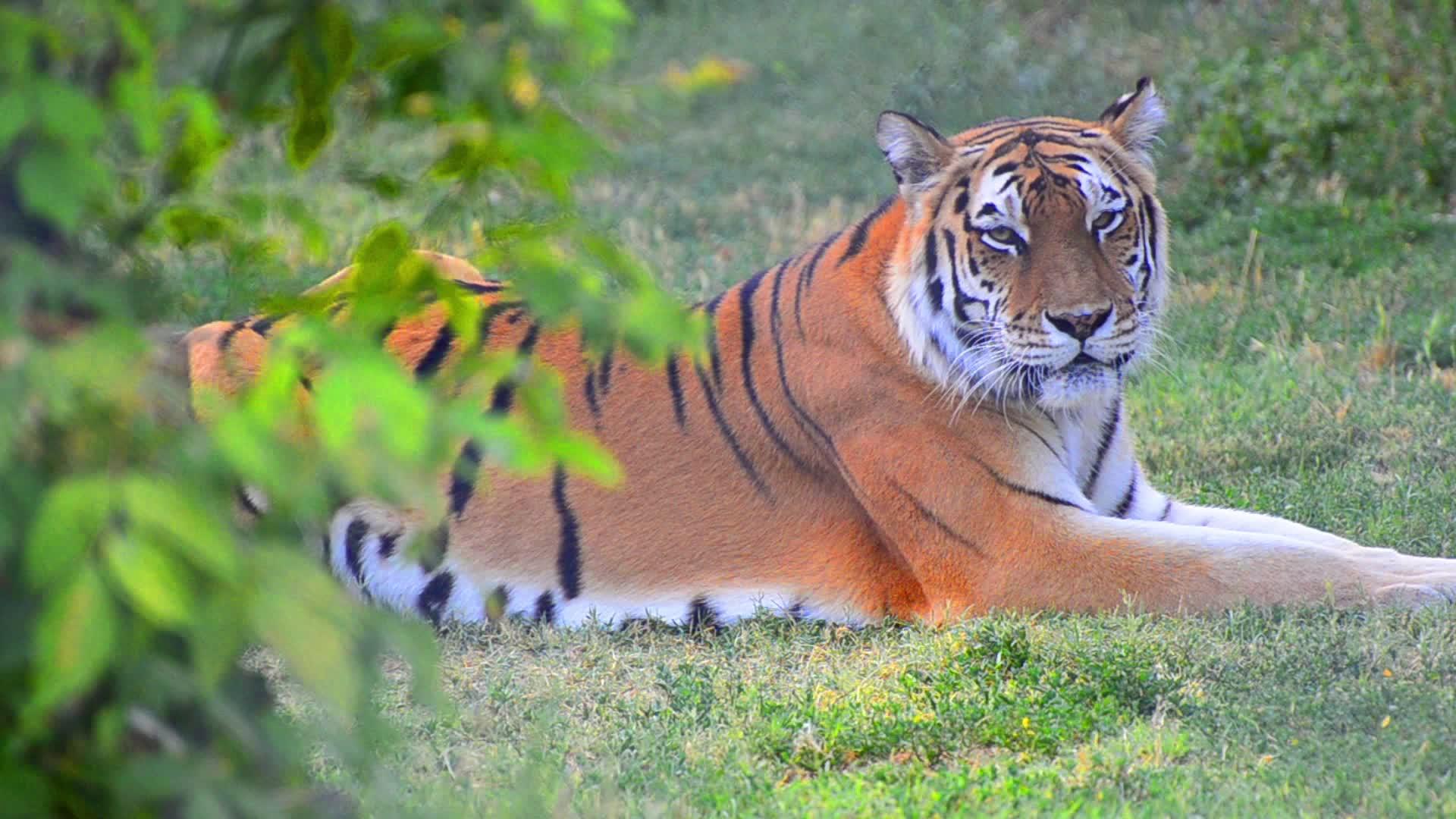 野生老虎的隐藏视角穿过灌木丛躺在草地上打猎后清扫腿部视频的预览图