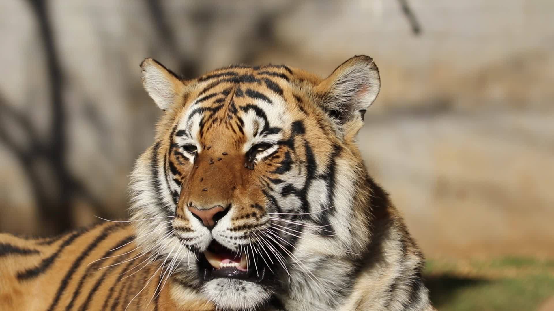 Bengal老虎肖像视频的预览图