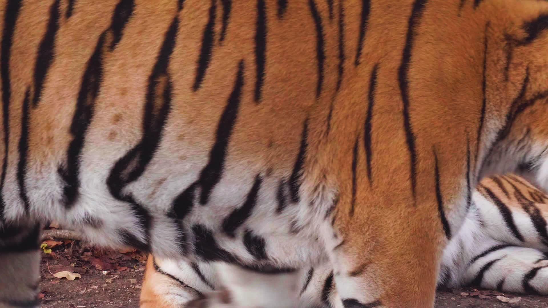 两只老虎互相触摸慢动作近镜头视频的预览图