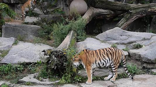 两只老虎在动物园圈打架视频的预览图