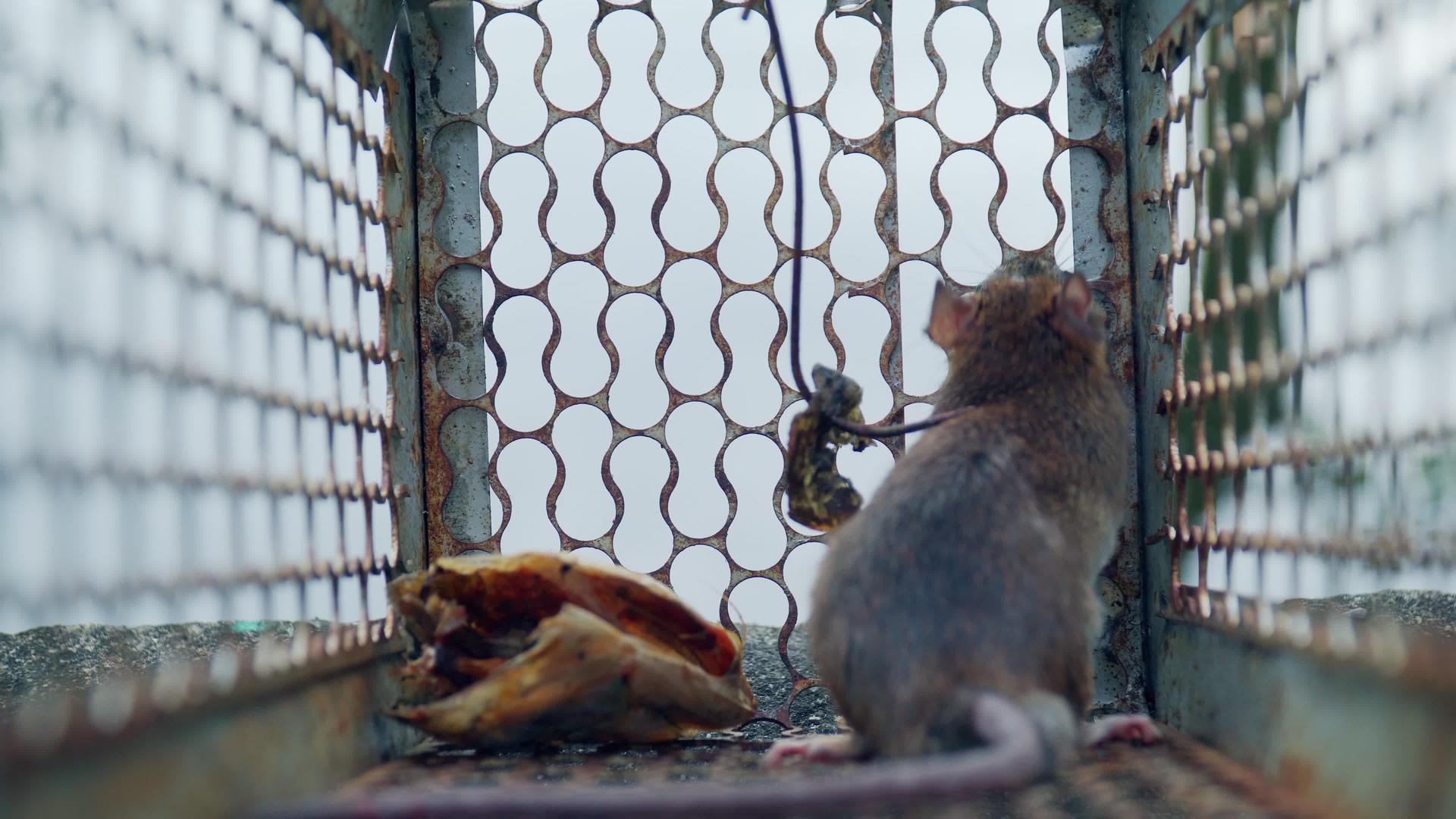 老鼠被困在老鼠笼子里试图逃离笼子视频的预览图