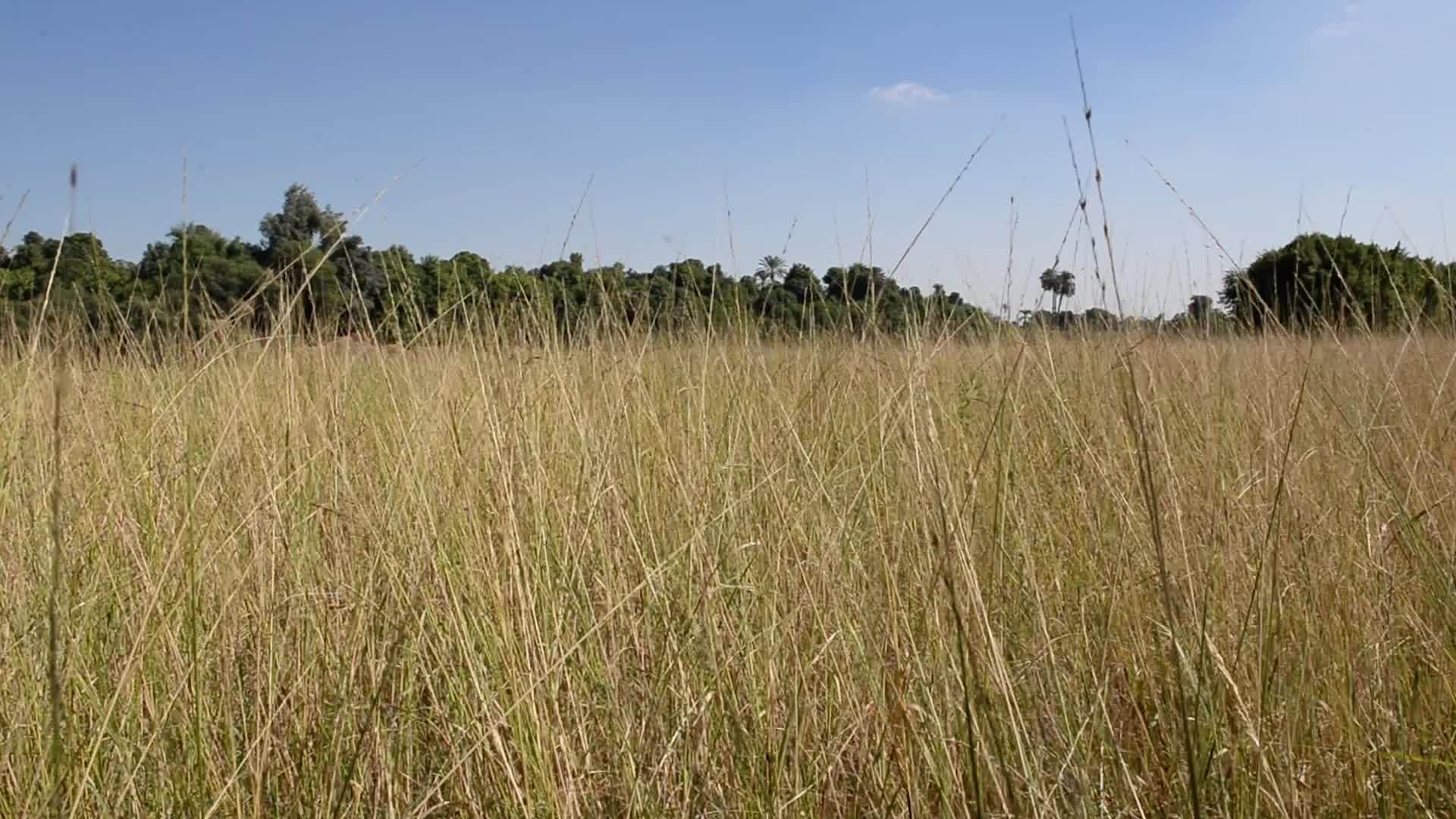 在农村农场的草原上种植干草视频的预览图