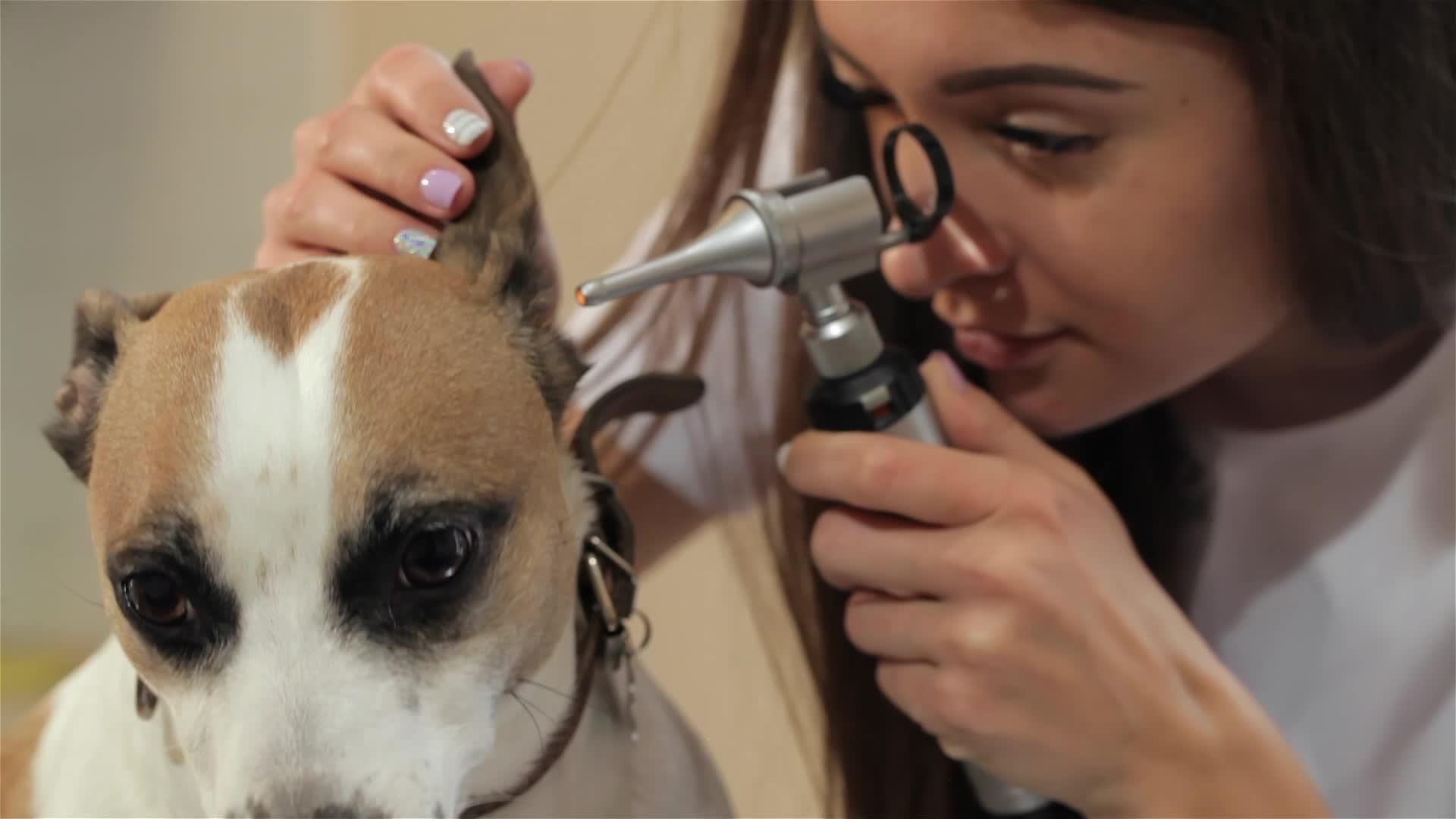 女性兽医通过特殊医疗工具看病；女性兽医；视频的预览图