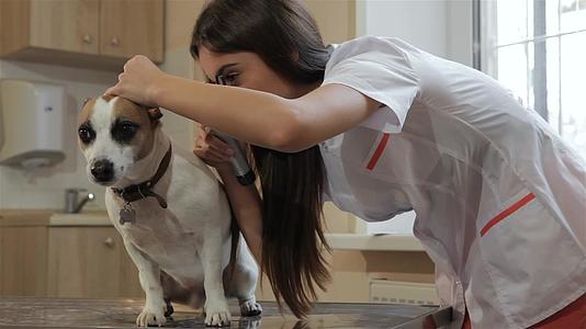 女兽医用手打开狗的耳朵视频的预览图