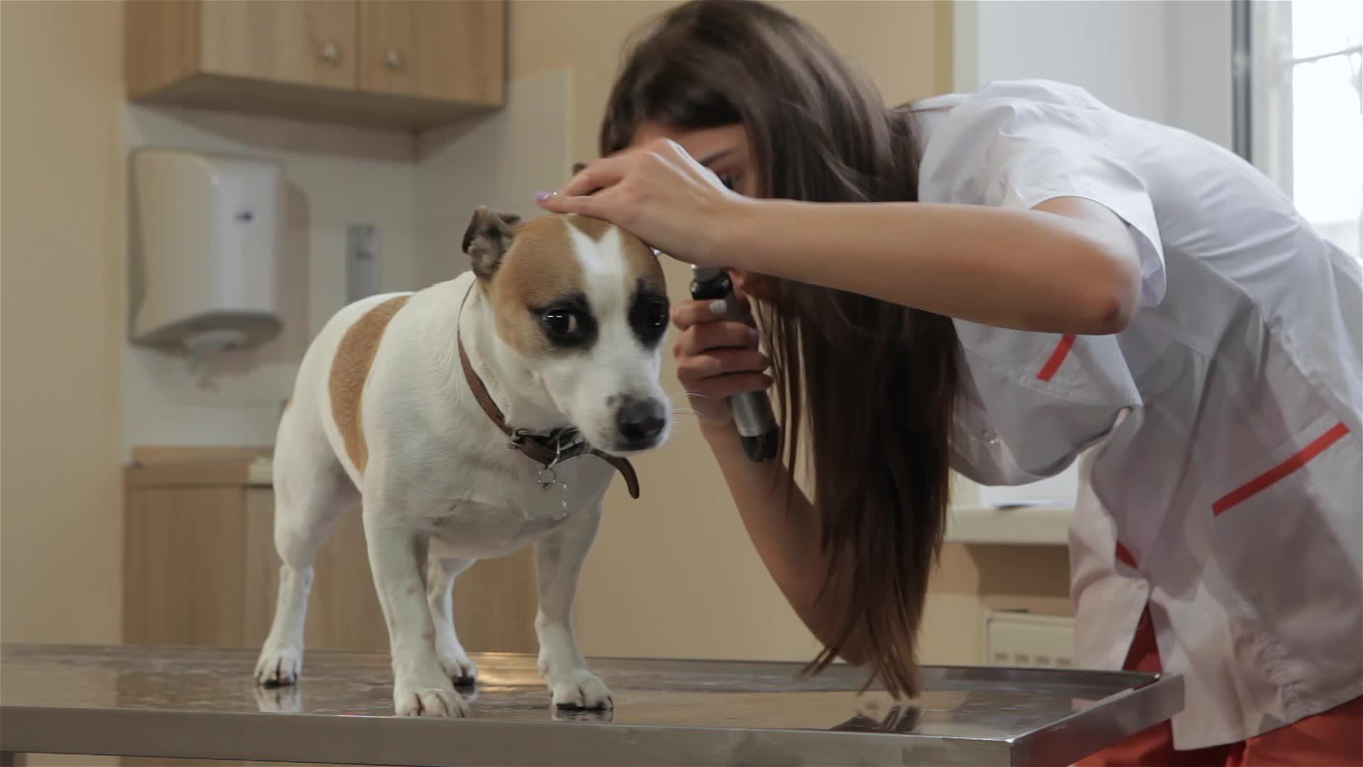 女兽医用医疗工具检查狗的耳朵视频的预览图