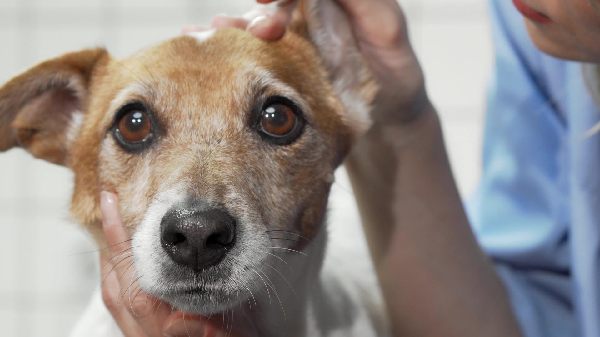 女兽医检查可爱的罗瑟尔小狗猫耳朵视频的预览图