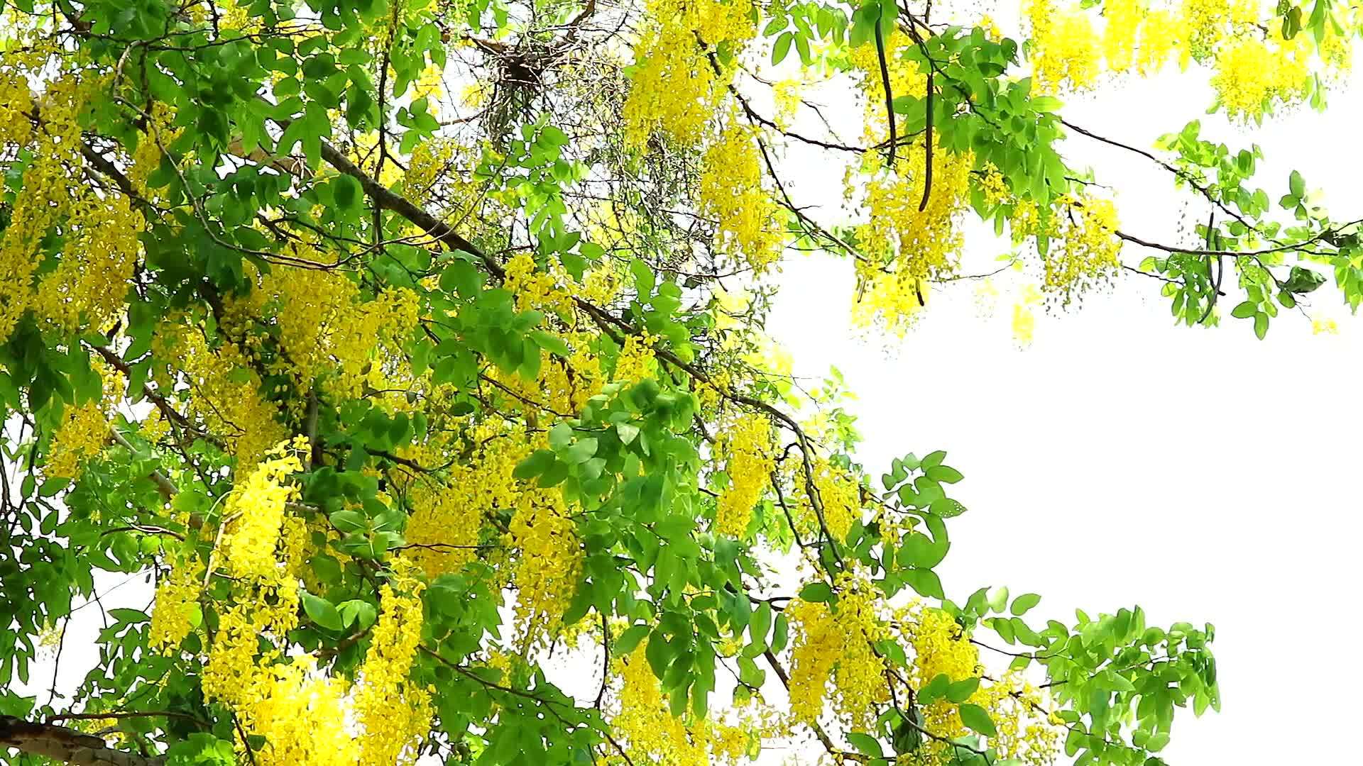 公园的树上盛开着黄色的花束视频的预览图