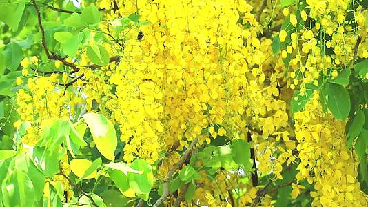 金雨树有黄色的花束花园树上的花在春风中飘动视频的预览图