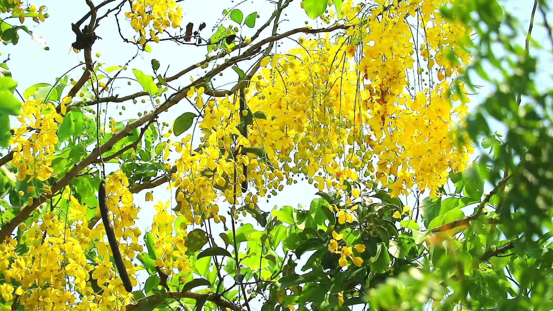 金色的淋浴树上有黄色的花束花园里的树在春风中飘动视频的预览图