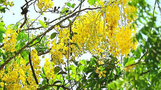 金色的淋浴树上有黄色的花束花园里的树在春风中飘动视频的预览图